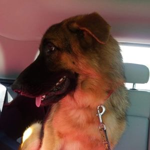 Meet your Posher, Rose